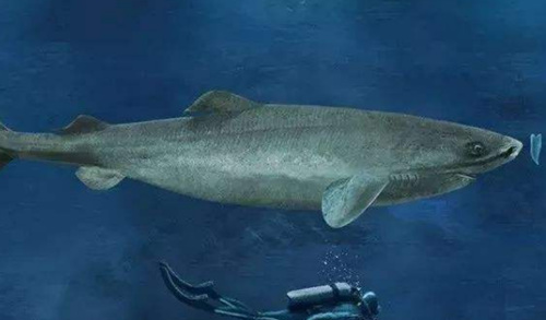 世界上最长寿的鲨鱼