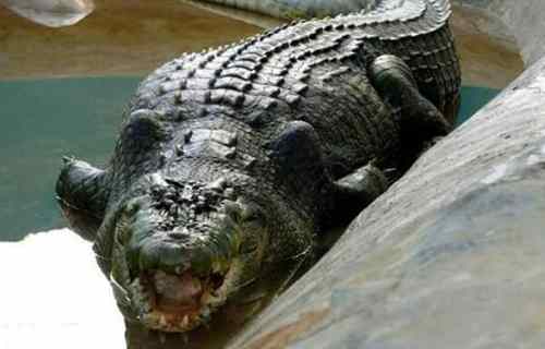 世界上最大最凶残的鳄鱼湾鳄