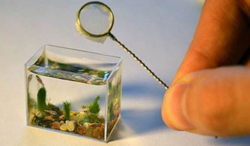 世界上最小的水族馆