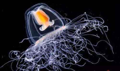 世界上寿命最长的动物:灯塔水母
