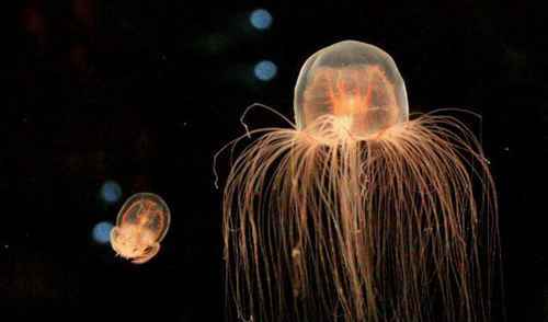 世界上寿命最长的动物:灯塔水母
