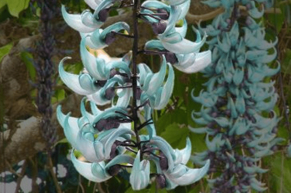 世界上最诡异漂亮的花：水晶兰通体雪白(被称为死亡之花)