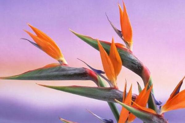 世界上最美的花: 鹤望兰花，被称为不可言喻的花卉