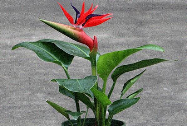 世界上最美的花: 鹤望兰花，被称为不可言喻的花卉