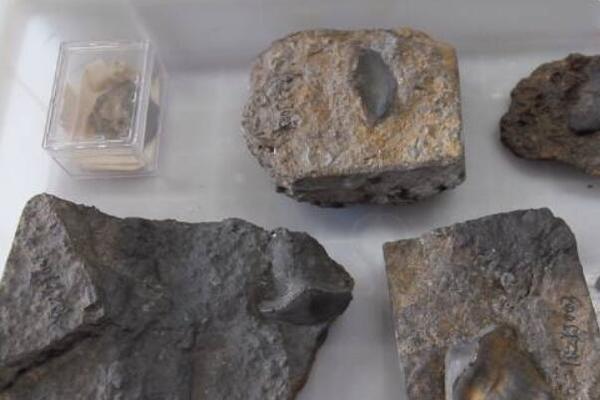 中国首现史前巨鲨：瓣齿鲨化石(距今2.9亿年)