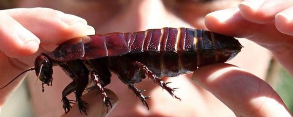 蟑螂最大能长到多大