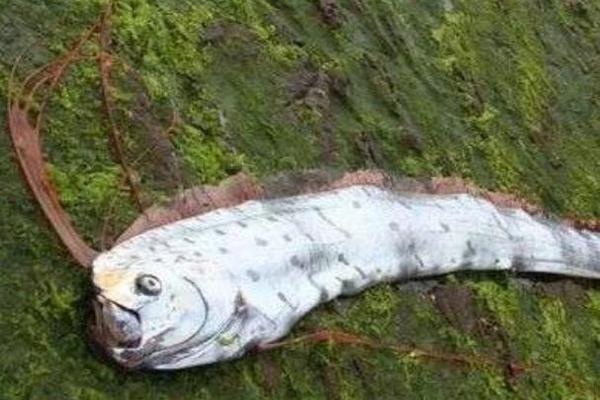 世界上最怪异的生物:桨鱼，大海蛇形象(在海洋里)