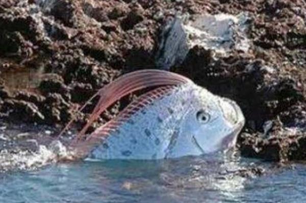 世界上最怪异的生物:桨鱼，大海蛇形象(在海洋里)