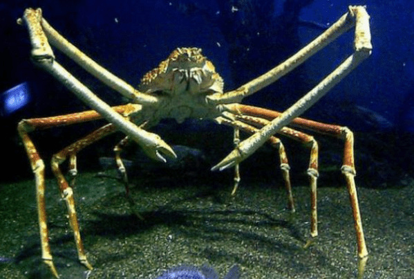 世界上最奇怪的动物：日本蜘蛛蟹体型巨大(蓝龙有水母毒)