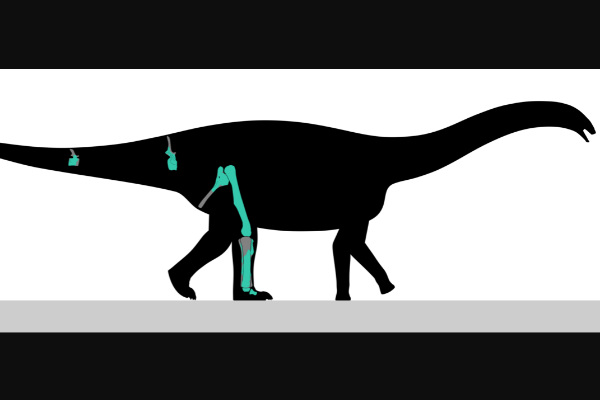 阿马格巨龙:南美巨型植食恐龙(长12米/生于1.3亿年前)