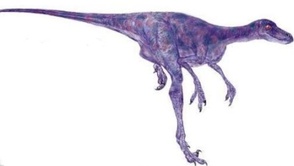 似鹈鹕龙：西班牙小型食肉恐龙（长2.5米/距今1亿年前）