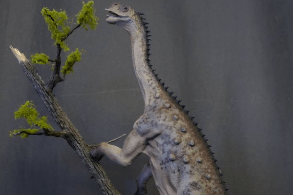 大型蜥脚类恐龙:约巴龙 体长16米(胸腔可站立一个成人)