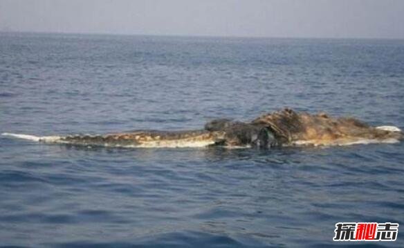 揭秘南非海怪真面目，白色长毛鱼其实是鲸鱼尸体