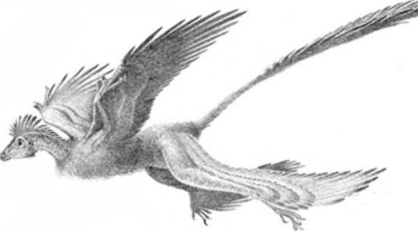羽龙：第一个有非对称羽毛的恐龙（长0.9米/出土于辽宁）