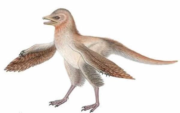 羽龙：第一个有非对称羽毛的恐龙（长0.9米/出土于辽宁）