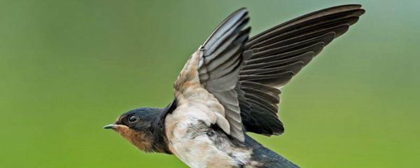 燕子的尾巴有什么作用和特点