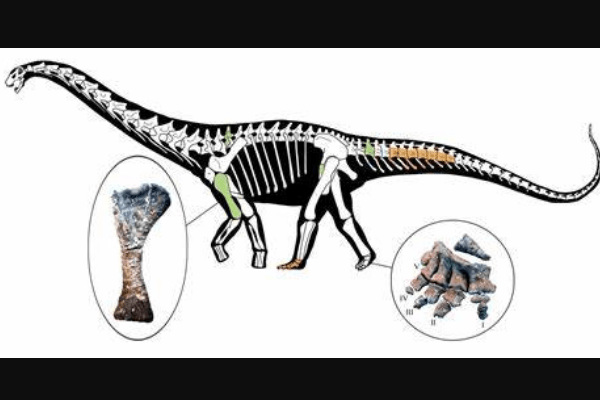 南巨龙:南美超巨型恐龙(超过30米长/尾巴灵活)