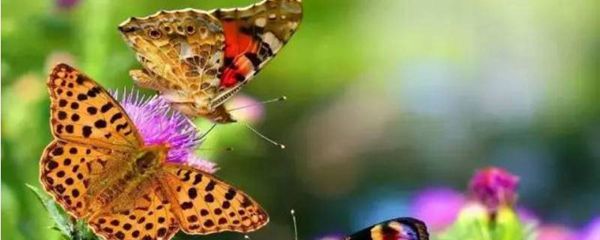 蝴蝶的外观和特点