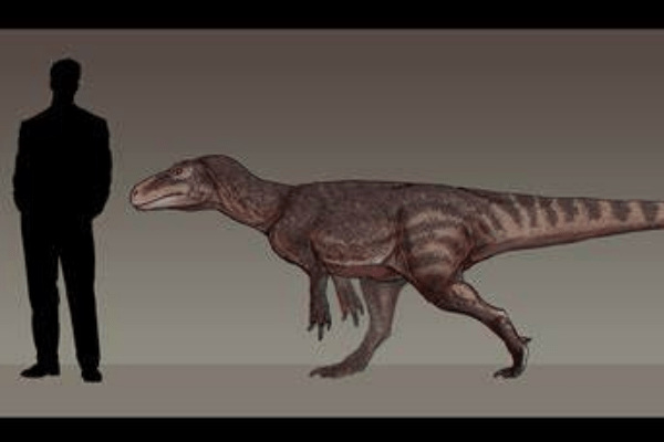 小型食肉恐龙:气龙 体长仅4米(拥有匕首般的牙齿)