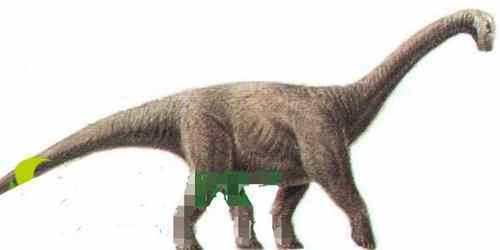 博纳巨龙图片（长12米/6500万年前）