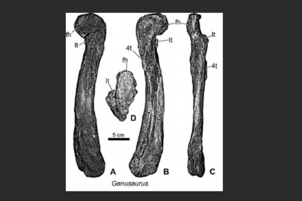 小型食肉恐龙:膝龙 体型最小的阿贝力龙科(仅3米长)