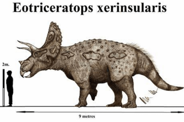 白垩纪植食角龙:始三角龙 带有扇形颈盾(长80厘米长角)