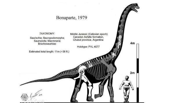 弗克海姆龙：阿根廷巨型恐龙（长10米/距今1.61亿年前）