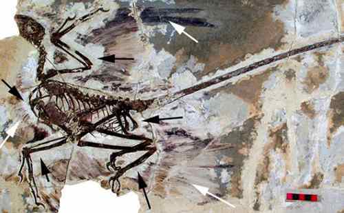 神鹰盗龙图片（长5米/距今1.62亿年前）