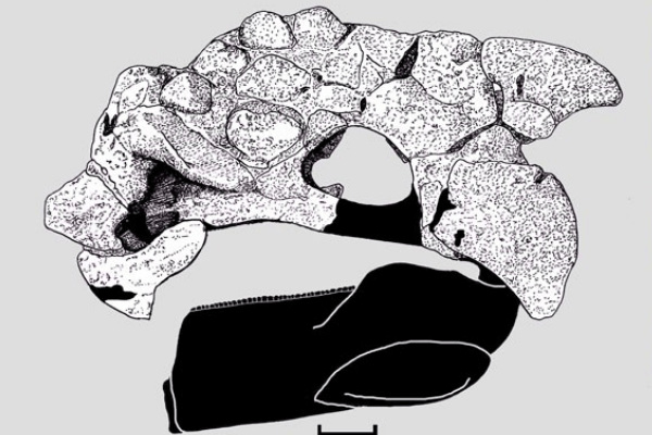 结节头龙:北美小型甲龙(长4米/头顶长半球形突起)