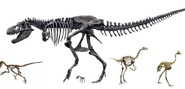 恩霹渥巴龍：非洲小型食草恐龍（長0.8米/距今1.3億年前）