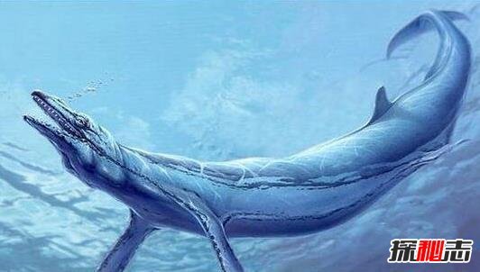 史前第一可怕巨獸，龍王鯨vs巨齒鯊誰才是最厲害的?