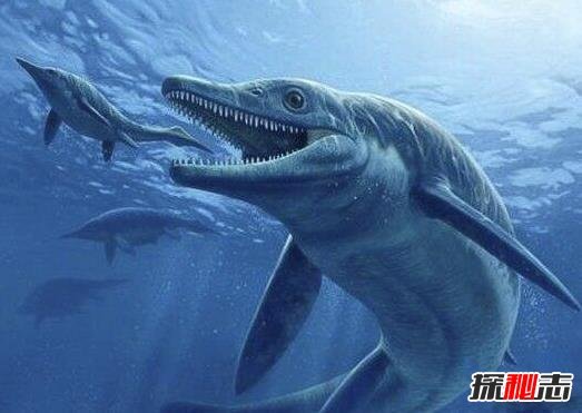 史前第一可怕巨獸，龍王鯨vs巨齒鯊誰才是最厲害的?