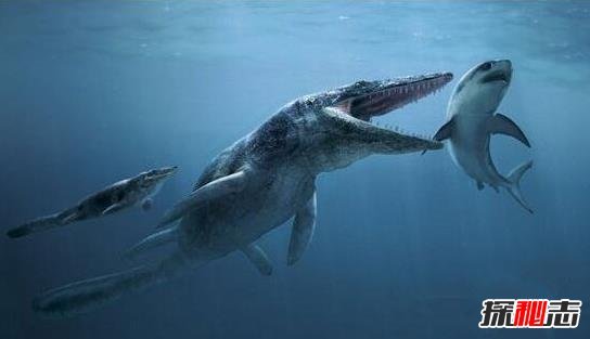 史前第一可怕巨獸，龍王鯨vs巨齒鯊誰才是最厲害的?