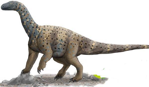雷前龙：最古老的蜥脚下目恐龙（长10米/距今2.1亿年前）