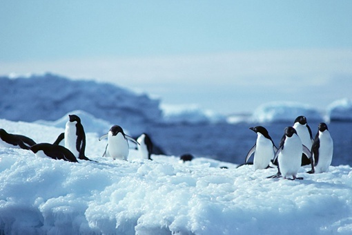 南極為什么禁止進入 其實原因很多人都想錯了