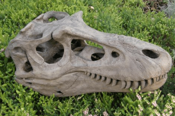 戈爾岡龍:北美大型恐龍(長9米/眼部淚骨長有骨突)