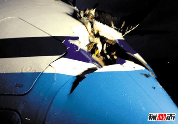 飞机为什么失事?飞机失事的10大常见原因揭秘