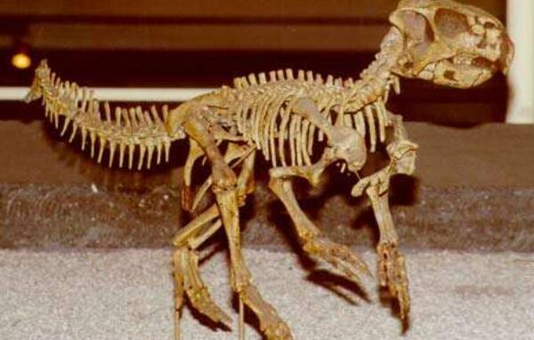 鹦鹉嘴龙：亚洲小型食草恐龙（长2米/距今9750万年前）