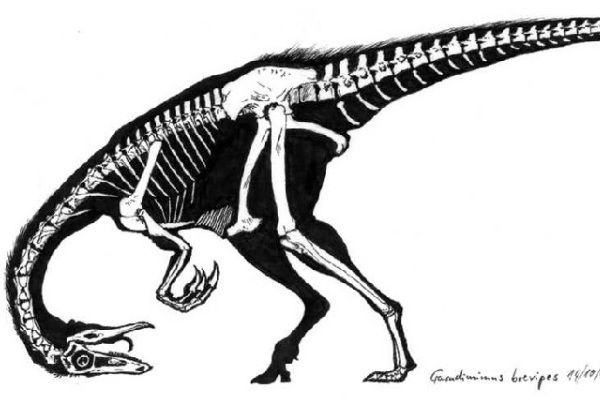 最原始的似鸟龙恐龙:似金翅鸟龙 拥有罕见四脚趾