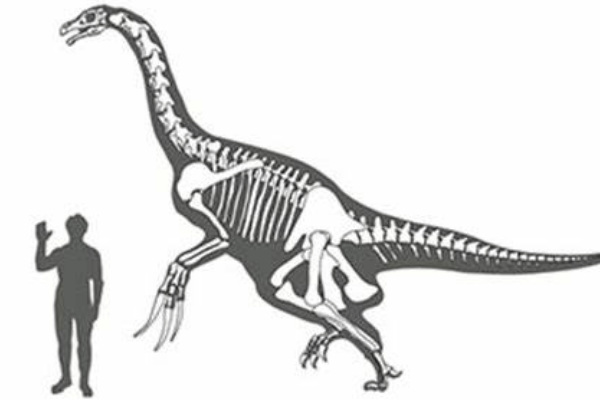 內蒙古龍:中國小型恐龍(長2米/脖子占體長四分之一)