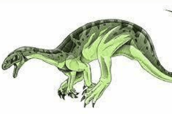 小型食肉恐龙:贾巴尔普尔龙 体长1.2米(仅出土尾椎化石)