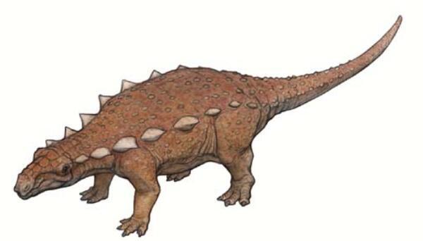 德克萨斯龙：美国小型食草恐龙（长3米/距今9900万年前）