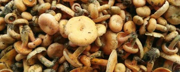 松树菇怎么做好吃
