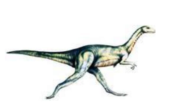 斯基龙：北美洲小型食肉恐龙（长1米/生活在侏罗纪早期）