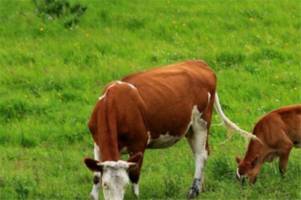 牛有几个胃：反刍动物都有四个胃（胃皱胃最重要）