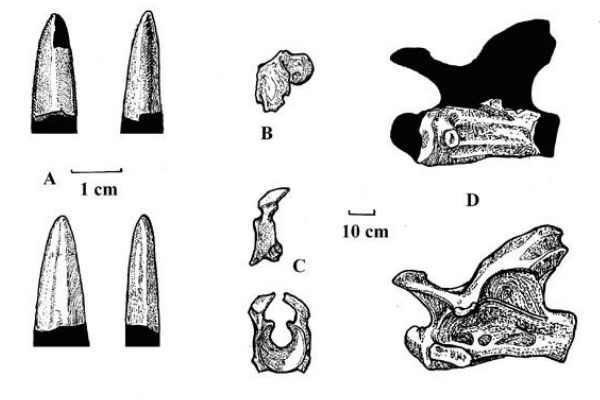 蒙古龙:中国内蒙古植食恐龙(首批出土仅一颗牙齿)