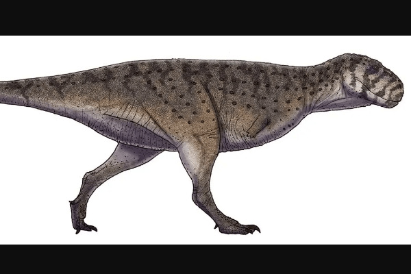 白垩纪乌因库尔组有什么恐龙?12种物种(最大体长40米)