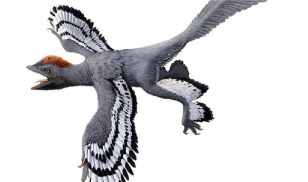 近鸟龙：一种小型四翼恐龙（长0.3米/出土于中国辽宁省）