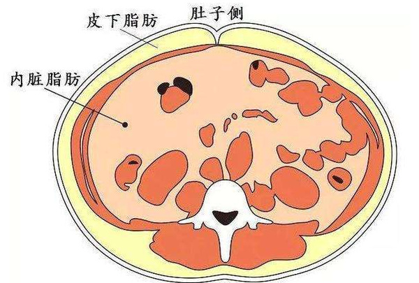 内脏脂肪多少为标准：1-9算正常(过高对身体有危害)