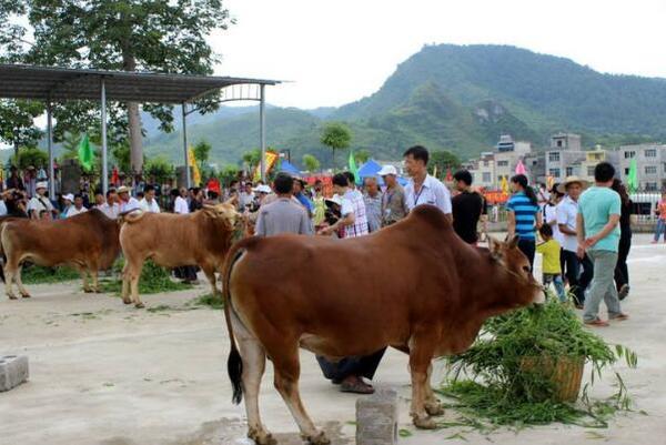 壮族的传统节日 男女对山歌以歌会友择偶(三月三歌节)